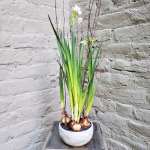 Blooming Paperwhites