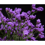 Filler Flower Purple