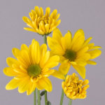 Fresh Floral Accents