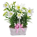 Easter Lily Basket