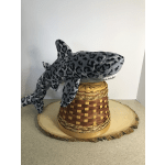 24" LEOPARD SHARK