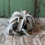 Xerographica Air Plant