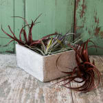 Large Air Plant