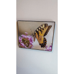 Yellow Swallowtail Butterfly