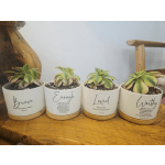 Sincere Succulent- Green