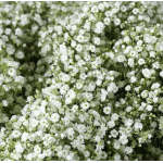 Baby’s Breath Filler Flower