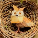 Woodchip Owl