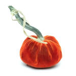 4" Apricot Hot Skwash Pumpkin