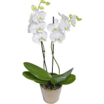 orchid plant