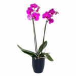 orchid plant