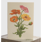Colorful Poppies Blank Card