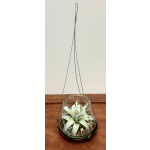 Hanging orb with air plant