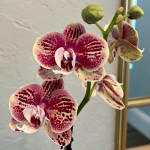 Orchid Stem (Colors Vary)
