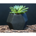 Black Vase Succulent
