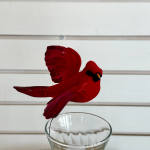 Cardinal in flight
