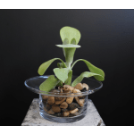 Succulent in Glass Vase