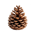 Arrangement Add On: Pine Cones