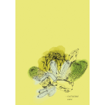 Use CACTUS CARD for message