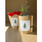 Christmas Tree-To-Be