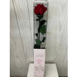 Preserved Long Stem Rose