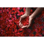 Add Rose Petals (matching)