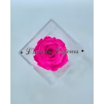 Everlasting Rose - pink