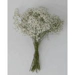 Baby's Breath