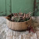 Small Air Plant