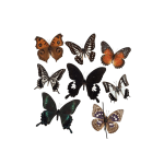 Realistic Butterflies