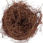 Bird Nest