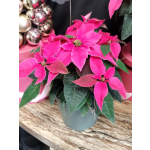 4" Poinsettia