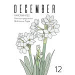 December Birthflower Card