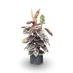 12" Rubber Tree Plant