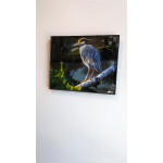 Yellow Headed Night Heron