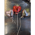 Air plant & Heart Shaped Balloon Magnet