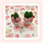The Cute Hoya Heart Pair! Love month Pre order! - Available in Feb