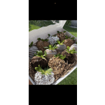 Chocolate covered strawberries