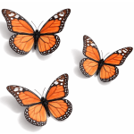 Signature Monarch (3)