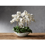 Phaleonopsis orchid planter