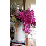 Luxirious Premium Orchids