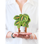 Mini Prayer Plant Pop-Up Card