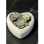 SUCCULANT HEARTS