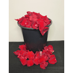 Red Rose Petals by Chasing Petals