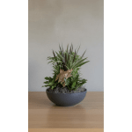 8” Signature Dish Garden