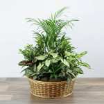 14” Signature Dish Garden Basket