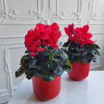 Say “I Love You” with Lasting Red Blooms
