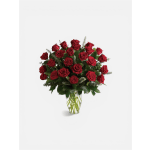Luxurious Red Velvet Ecuadorian Roses
