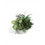 Petal Perfection’s Gardeners Dream