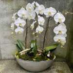 Petal Perfection’s Timeless White Orchid