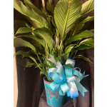 SINGLE LARGE PEACE LILY